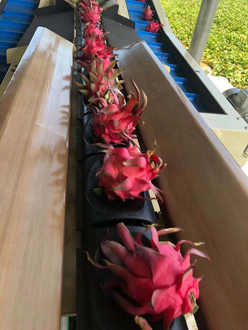 沅江興農機械制造有限公司,沅江水果分選機,沅江水果清洗機,沅江水果打蠟機哪里好,沅江興農機 沅江興農機械制造有限公司,沅江水果分選機,沅江水果清洗機,沅江水果打蠟機哪里好,沅江興農機